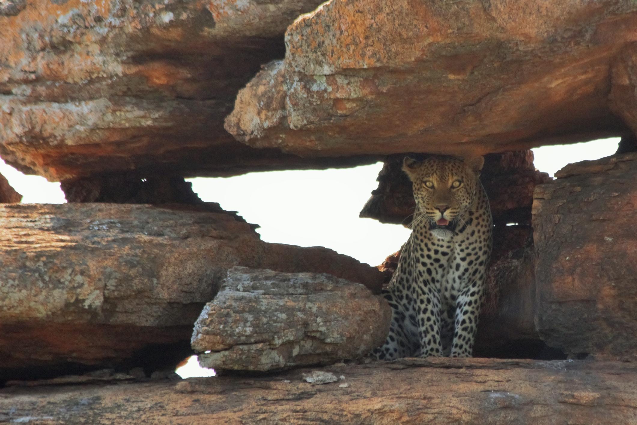 Teenagers volunteering with wildlife in Botswana spot a leopard during a safari A leopard spotted during Projects Abroad's wildlife conservation volunteering for teenagers in Botswana